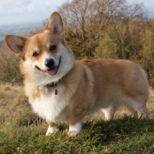 cute corgi for the homepage