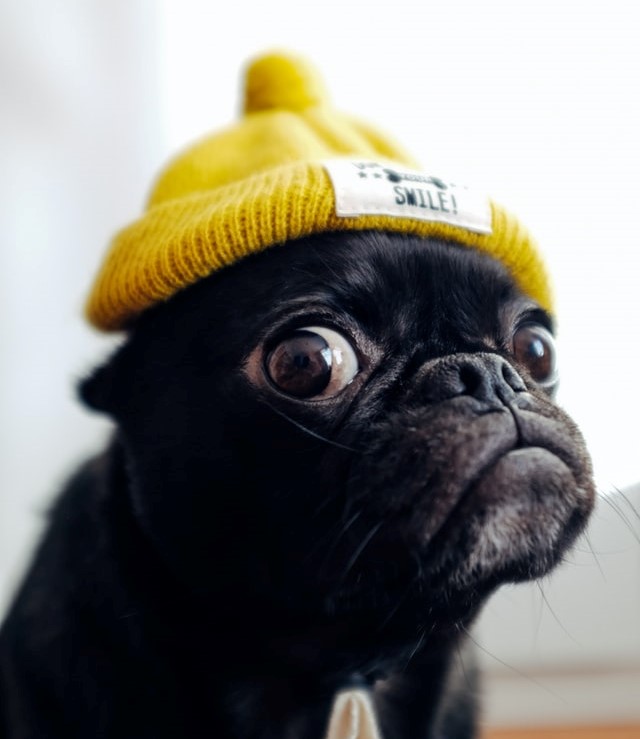 Pug Photo by Toshi on Unsplash